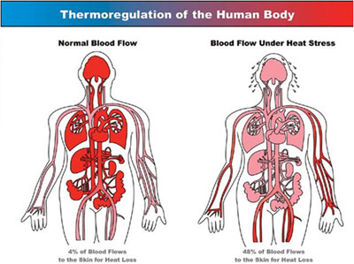 Why Good Blood Circulation is so Important for Body